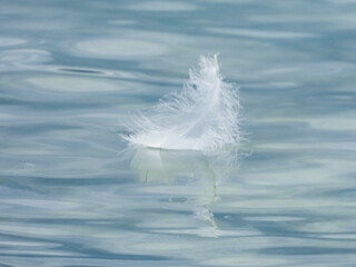 plume de cygne en vogue sur le lac Léman 