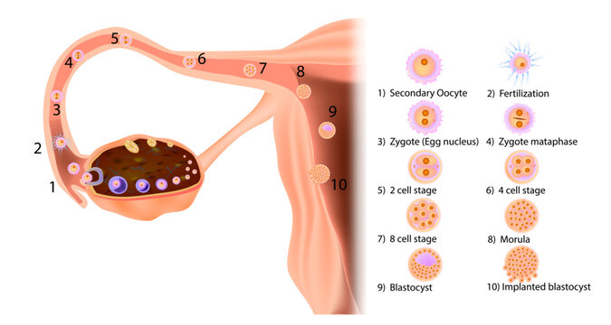 Stages in the journey of a human fertilized egg: starting from ovulation and movement in the Fallopian tube to implantation in the uterus.Prenatal development  