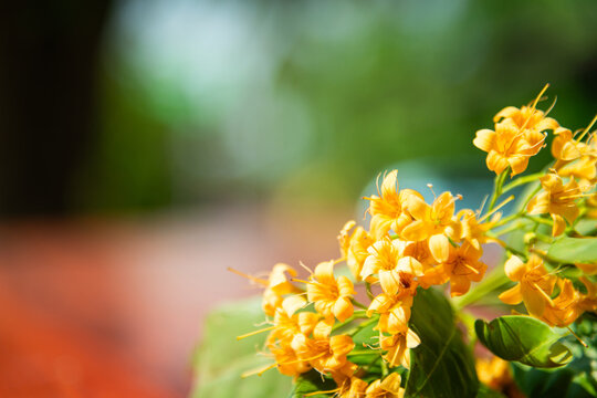 Beautiful Tembusu Plant, Kan Krao flowers or Fagraea Fragrans.The flowers are yellowish with distinct fragrance.