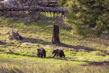 Grizzly Bears in Springtime in Yellowstone National Park Wyoming