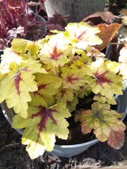 Heuchera with young yellow striped leaves in the garden is an amazing ornamental perennial.