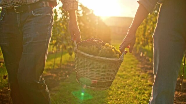 Camera focus on large basket full of different grapes. Plantation for production resources. First step of wine production. Two people carrying one heavy successful harvest. Concept of teamwork.