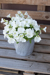 White petunia. Surfinia flower buds in pot.