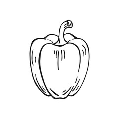 Bell pepper. Hand drawn vector illustration.