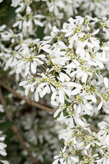 Beautiful snow flake (euphorbia leucocephala) flowers.