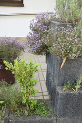 blooming thyme in a planting wall