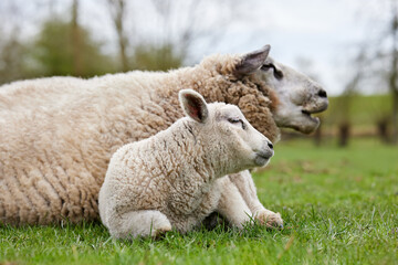 Sheep ewe and lamb on meadow
