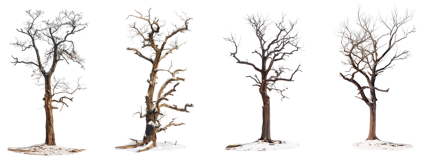 Dead trees with snow on the ground with transparent or white background