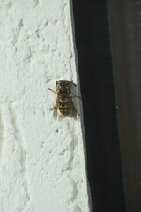 wasp warming up on a wall in the sun