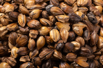 麦茶　煮出し用の麦（六条大麦）