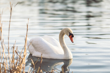 Swan on the lake