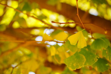 イチョウの木に綺麗に色づくイチョウの葉。