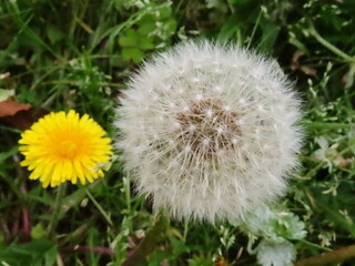 タンポポと綿毛