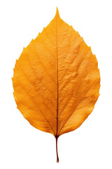 PNG Autumn leaf plant tree fragility.