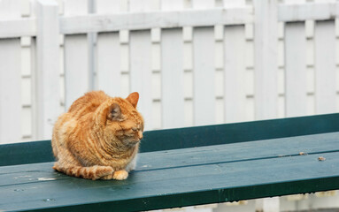 A fluffy ginger cat lounges on a green bench in Bergen, Norway. Copy space