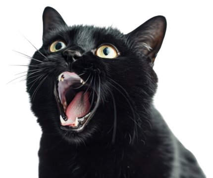 PNG  Cat act like shocking mammal animal black.