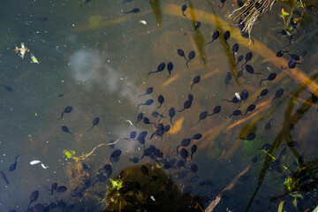 Baby tadpoles colony in water. Sunlight.
