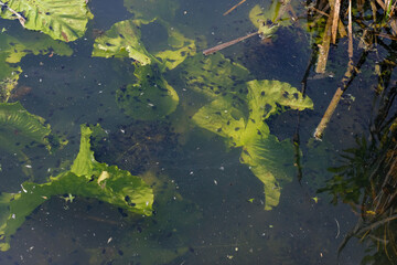 Baby tadpoles colony. Water lily leaves. Sunlight. 