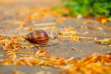 Brown colour snail on the ground