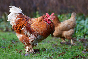 Brown rooster and Sussex chicken free range in garden
