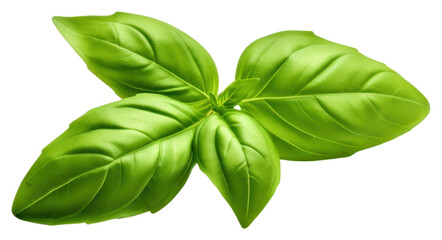 PNG Fresh green organic basil a 1 leaf plant herbs white background.