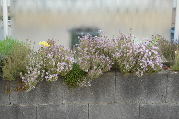 purple blooming thyme and yellow primrose in a planting wall