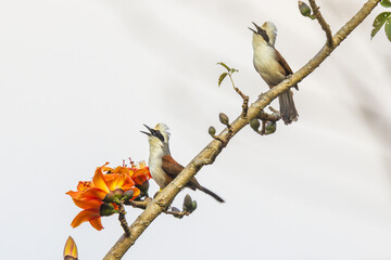  White-crested Laughing Thrush on the Red Cotton flower tree.