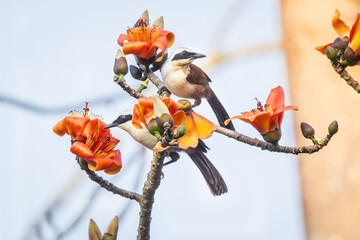  White-crested Laughing Thrush on the Red Cotton flower tree.