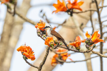  White-crested Laughing Thrush on the Red Cotton flower tree.