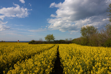 Leuchtend gelbes Rapsfeld in voller Blüte.
