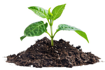Young green plant growing out of dark brown soil on transparent background, png, cut out, cutout, cut-out