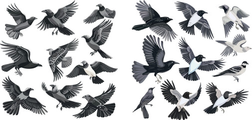 Various poses and activities of the crow, dove and sparrow