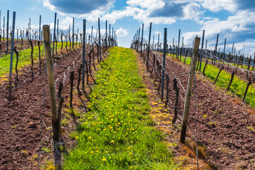 Landscape near Neu-Bamberg in Rhineland-Palatinate with vineyards in spring