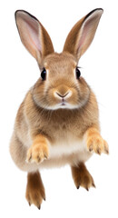Obraz premium PNG Rabbit jumping animal mammal rodent.
