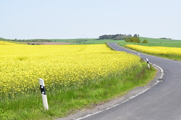 country road through yellow fields