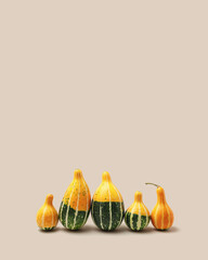 SEt of Decorative pumpkins staying in row on beige background. Minimal style stylish still life, concept of autumn or fall season holiday or harvest.  Mini gourd or squash yellow green color