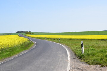 country road through yellow fields