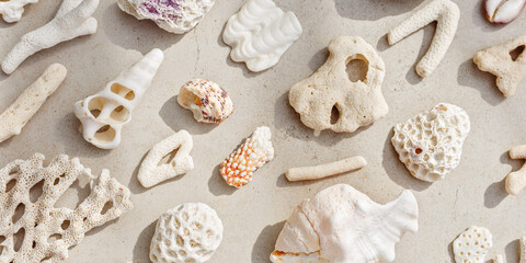 Seashells and corals as minimal pattern. Stylish banner of found shell and coral on ocean shore....