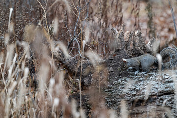 squirrel looking for food on a log