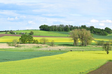 green and yellow fields in spring and cattle on the grass