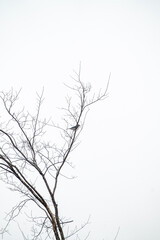 blue bird in a tree with no leaves