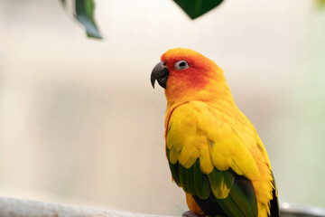 Summer Concept , Close up colorful Parrot