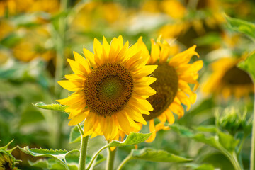 Fototapeta premium Sunflower field in sunny day. Sunflower blooming season. Close-up of sunflower