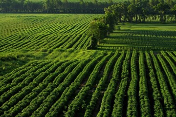 Peanut fields surrounded by sugarcane fields