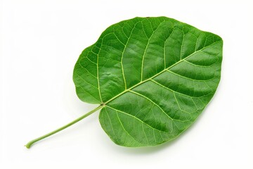 Peanut leaf on white background with clipping path