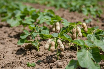 Fototapeta premium Peanuts growing in field