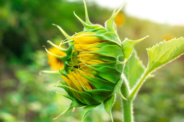Sunflower field in sunny day. Sunflower blooming season. Close-up of sunflower