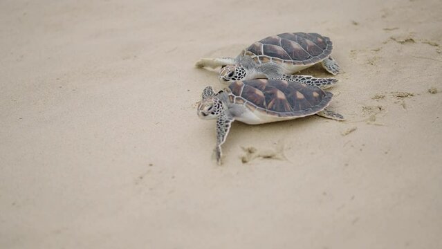 Sea turtle on the sand. 
