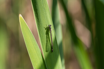 Spring nature. There are insects on the reed leaves by the pond.