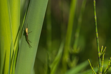 Spring nature. There are insects on the reed leaves by the pond.